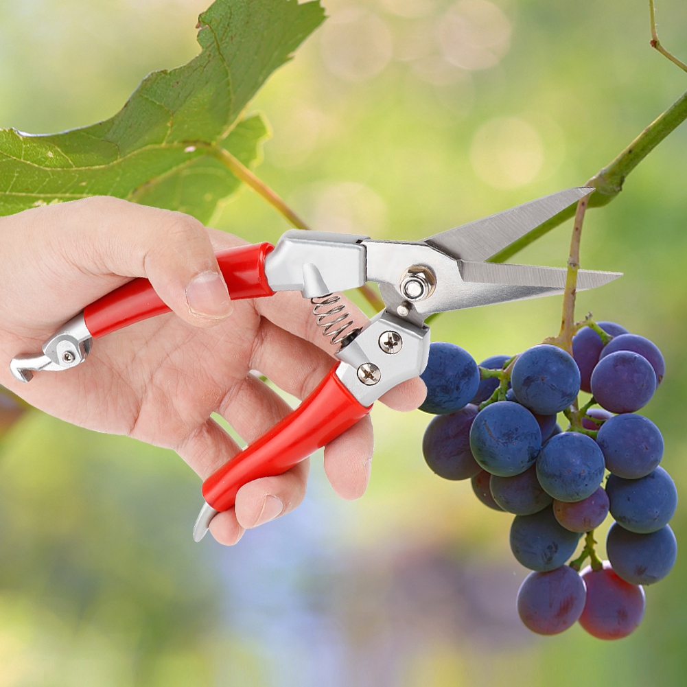 Plant Pruning Shears Straight  - Pruning Shears recension och pris