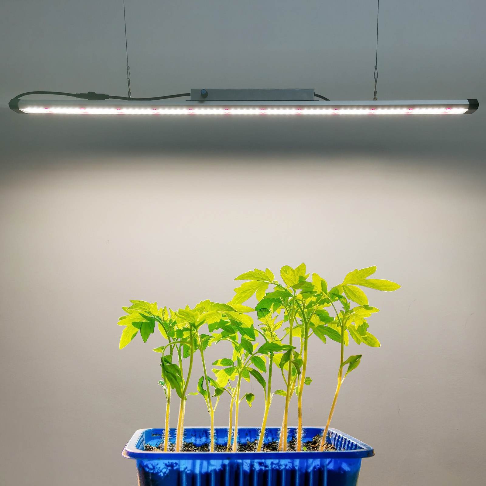 100W Full Spectrum LED Grow Li - Led Grow Light recension och pris